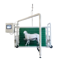 羊体尺智能测量系统